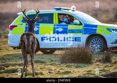 Une voiture de patrouille effectue une patrouille dans le parc Richmond, protégeant les cerfs et avertissant le public de garder leur distance et de ne pas effrayer les cerfs. Banque D'Images