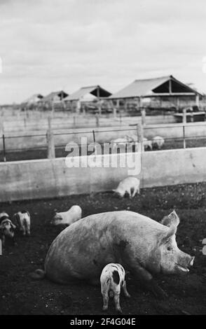 Porcs avec porcelets dans une grande ferme à Turiguano, province de Ciego de avila, Cuba, 1963. De la collection de photographies Deena Stryker. () Banque D'Images