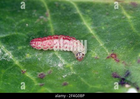 La chenille de la betterave Scrobipalpa ocellatella est une espèce de papillon de la famille des Géléchiidae. C'est un ravageur important de la betterave à sucre et d'autres cultures. Po Banque D'Images