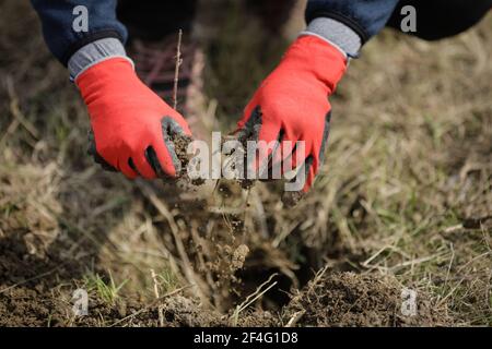 Détails avec les mains d'un homme en gants de protection plantant un arbre. Banque D'Images
