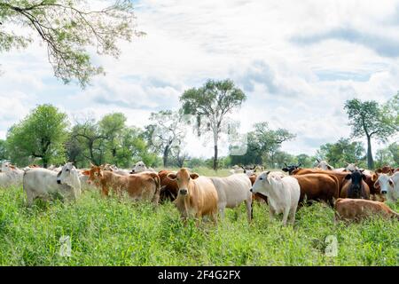 Troupeau de bovins de Brahman paissant sur un pâturage au Paraguay Banque D'Images