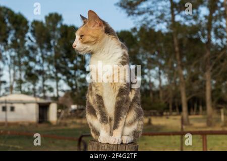 Beau chat gris et gingembre calico assis sur une ferme clôture Banque D'Images