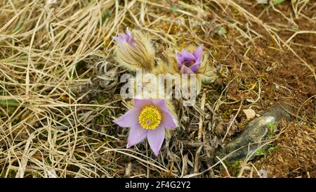 Sauvage Pulsatilla grands-parents fleur de pasque plus grande fleur fleur fleur détail violet, gros-up floraison grande fleur pourpre au début de la floraison de printemps florissant Banque D'Images