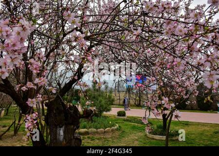 Srinagar, Inde. 21 mars 2021. Les visiteurs marchent à l'intérieur du Baadam Waer (jardin d'Almond) pendant une journée de printemps à Srinagar. Le printemps est arrivé dans la vallée du Cachemire, ce qui marque un dégel de la saison maigre pour le tourisme dans la région de l'Himalaya. Crédit : SOPA Images Limited/Alamy Live News Banque D'Images