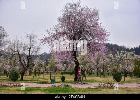 Srinagar, Inde. 21 mars 2021. Un visiteur marche à l'intérieur du Baadam Waer (jardin d'Almond) pendant une journée de printemps à Srinagar. Le printemps est arrivé dans la vallée du Cachemire, ce qui marque un dégel de la saison maigre pour le tourisme dans la région de l'Himalaya. Crédit : SOPA Images Limited/Alamy Live News Banque D'Images