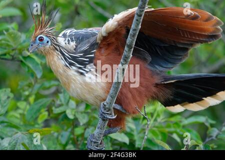 Hoatzin (Opisthocomus hoazin) dans la réserve naturelle de Cuyabeno (Amazonie, Equateur) Banque D'Images