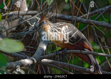 Hoatzin (Opisthocomus hoazin) dans la réserve naturelle de Cuyabeno (Amazonie, Equateur) Banque D'Images