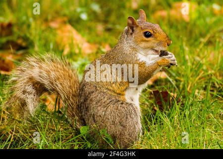 Profil d'un écureuil gris de l'est (Sciurus carolinensis) Manger des noix à Central Park dans la ville de New York Banque D'Images