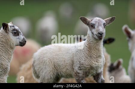 Des moutons et leurs agneaux dans un champ de Duddington, dans le Northamptonshire. Date de la photo: Dimanche 21 mars 2021. Banque D'Images