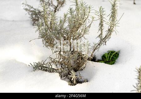 Jeunes buissons de lavande en hiver derrière sous la neige. Plantes Banque D'Images