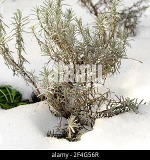 Jeunes buissons de lavande en hiver derrière sous la neige. Plantes Banque D'Images