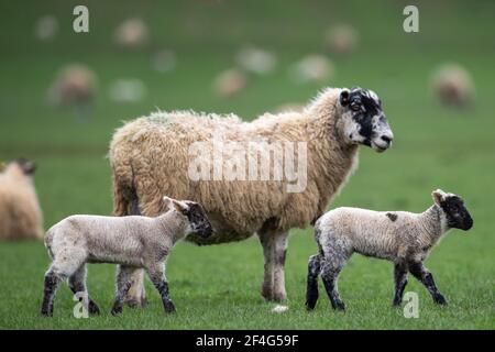 Un mouton avec ses agneaux de printemps dans un champ à Duddington, dans le Northamptonshire. Date de la photo: Dimanche 21 mars 2021. Banque D'Images