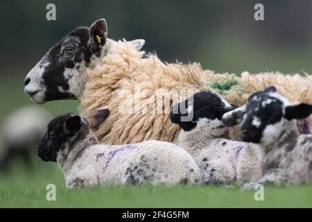 Un mouton avec ses agneaux de printemps dans un champ à Duddington, dans le Northamptonshire. Date de la photo: Dimanche 21 mars 2021. Banque D'Images