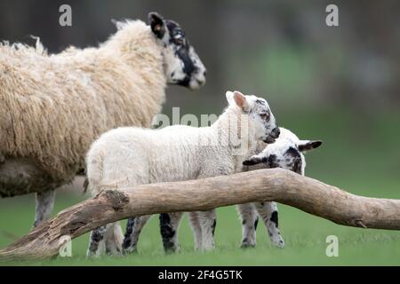 Un mouton avec ses agneaux de printemps dans un champ à Duddington, dans le Northamptonshire. Date de la photo: Dimanche 21 mars 2021. Banque D'Images