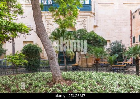 Arbre sous-planté de fleurs blanches, jardin du Palais des Grands maîtres, Valette, Malte Banque D'Images