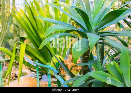 Groupe de cactus succulents décoratifs agave à l'intérieur de la serre dans le jardin botanique tropical parmi les pierres massives. Un serre-verre. Banque D'Images