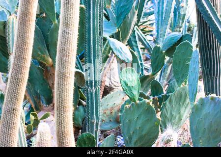 Groupe de cactus succulents décoratifs agave à l'intérieur de la serre dans le jardin botanique tropical parmi les pierres massives. Un serre-verre. Banque D'Images