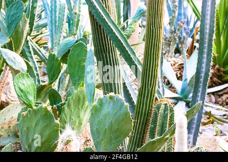 Groupe de cactus succulents décoratifs agave à l'intérieur de la serre dans le jardin botanique tropical parmi les pierres massives. Un serre-verre. Banque D'Images