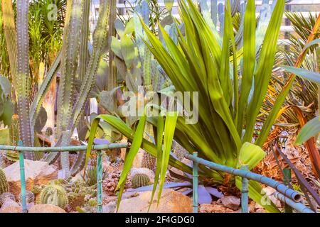 Groupe de cactus succulents décoratifs agave à l'intérieur de la serre dans le jardin botanique tropical parmi les pierres massives. Un serre-verre. Banque D'Images