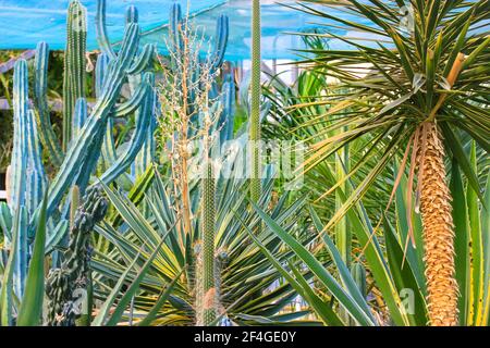 Groupe de cactus succulents décoratifs agave et palmier à l'intérieur de la serre. Un jardin botanique tropical de l'intérieur. Un serre-verre. N/a Banque D'Images