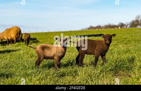 East Lothian, Écosse, Royaume-Uni, 21 mars 2021., Royaume-Uni Météo : les agneaux de printemps au soleil. Les agneaux de moutons Shetland profitent du soleil de printemps dans un champ vert herbacé et leur curiosité permet quelques gros plans. Double agneaux à ressort marron Banque D'Images