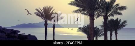 Plage tropicale sur la côte de la mer Rouge au lever du soleil avec silhouettes de palmiers, yachts à voile et île sur un horizon, Egypte. Banque D'Images