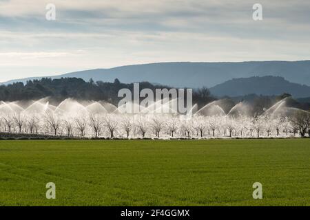 Protection antigel par irrigation Banque D'Images