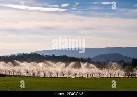 Protection antigel par irrigation Banque D'Images