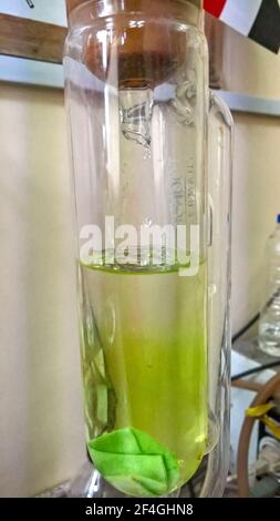 basra, irak - 11 mars 2017 : distillation de fluide chimique en laboratoire Banque D'Images