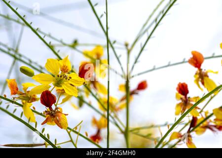Fleurs jaunes d'un arbre d'épine de Jérusalem ou Palo Verde (Parkinsonia aculeata) dans un parc de Grenade Banque D'Images