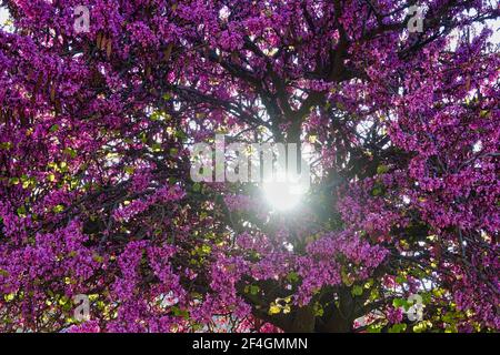 Rayons de soleil qui brillent à travers les fleurs violettes d'un arbre au printemps Banque D'Images