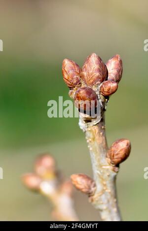 Boutons de feuilles de chêne anglais (quercus robur), également connu sous le nom de Pedunculate Oak, gros plan montrant un groupe de bourgeons à l'extrémité d'une branche. Banque D'Images