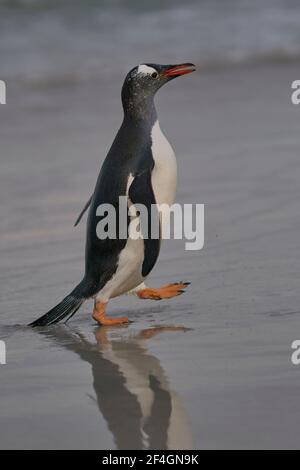 Penguin de Gentoo (Pygoscelis papouasie) qui revient sur terre après une journée passée à se nourrir en mer. L'île de Bleaker dans les îles Falkland. Banque D'Images