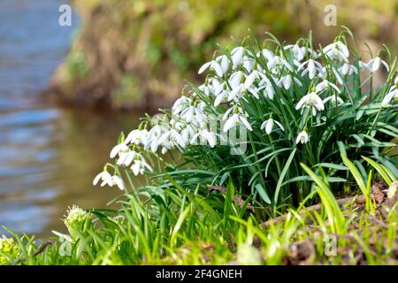 Les gouttes de neige (galanthus nivalis), gros plan d'un grand amas de fleurs qui poussent sur la rive d'une rivière à écoulement lent sous le soleil de printemps. Banque D'Images