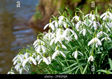 Les gouttes de neige (galanthus nivalis), gros plan d'un grand amas de fleurs qui poussent sur la rive d'une rivière à écoulement lent sous le soleil de printemps. Banque D'Images