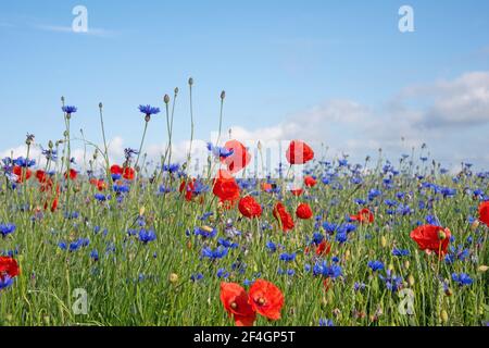 Fleurs sauvages sur le bord du champ en été Banque D'Images