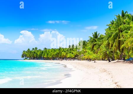 Palmiers à noix de coco sur une plage de sable blanc à Punta Cana, République dominicaine. Fond d'écran des vacances. Vue sur la belle plage tropicale. Banque D'Images