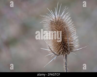 Gros plan de la tête de fleur de chardon sec. Dipsacus sativus, tête de thé sauvage séchée dans la nature, foyer sélectif, fond beige bokeh Banque D'Images