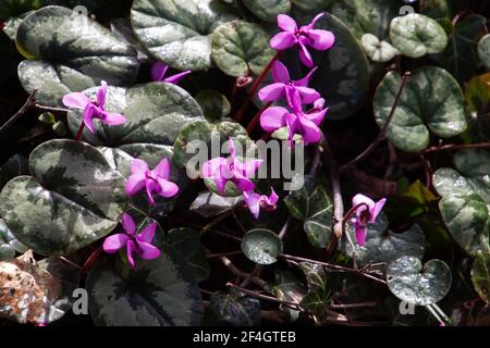 Fleur de cyclamen européen, également appelée Cyclamen purpurascens ou Alpenveilchen Banque D'Images