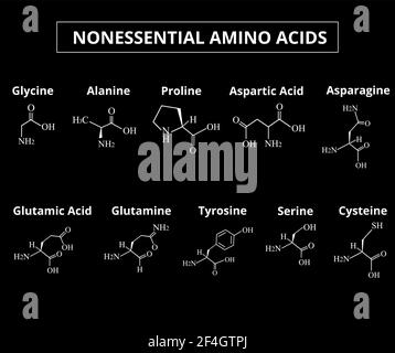 Acides aminés non essentiels. Un ensemble d'acides aminés. Formules moléculaires chimiques des acides aminés. Illustration vectorielle sur un arrière-plan isolé. Illustration de Vecteur