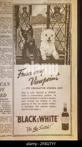 Publicité pour Black & White Scotch Whisky dans le Daily Express (réplique), le 4 septembre 1939, le lendemain de la deuxième Guerre mondiale. Banque D'Images