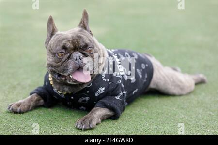 Bulldog français de 7 ans, Brindle, mâle, couché sur l'herbe et le panting. Parc pour chiens hors-laisse dans le nord de la Californie. Banque D'Images