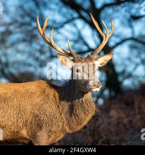 Le cerf rouge stague un matin gelé à Richmond Park, Londres, Royaume-Uni Banque D'Images