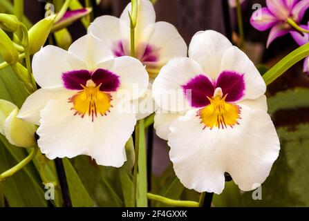 Gros plan de deux fleurs d'orchidées colorées Banque D'Images