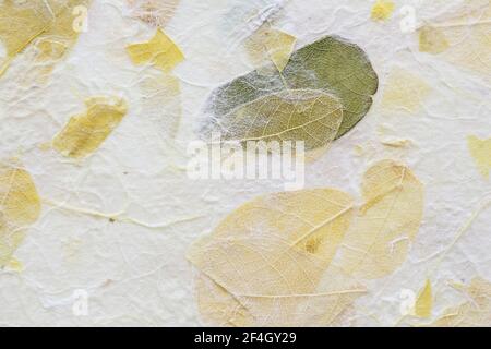 Fleurs rayées sur fond de texture de papier mûrier Banque D'Images