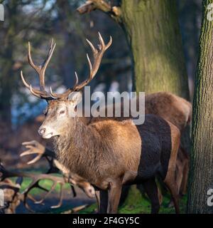 Le cerf rouge stague un matin gelé à Richmond Park, Londres, Royaume-Uni Banque D'Images