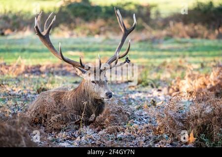 Le cerf rouge stague un matin gelé à Richmond Park, Londres, Royaume-Uni Banque D'Images