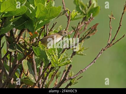 Paruline Oliveous de l'est (Iduna pallida) adulte perchée dans le parc national du Bush de Tsavo West, Kenya Novembre Banque D'Images