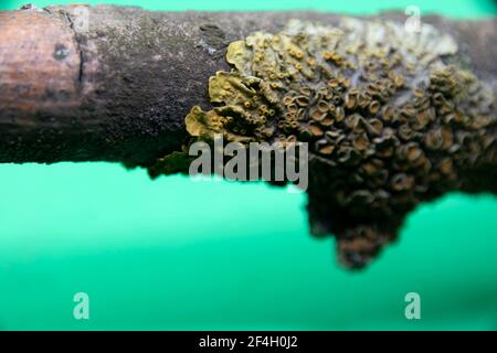 Lichen sur une branche sèche d'un arbre gros plan sur un fond vert. Lichen vert sur une branche. Banque D'Images