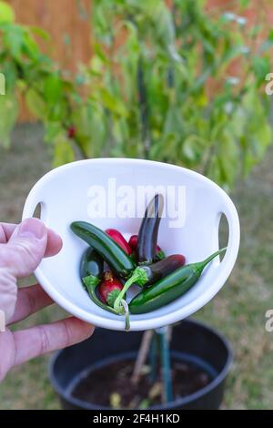 Un bol blanc contenant plusieurs poivrons jalapeno rouges et verts devant une plante de piment jalapeno Banque D'Images
